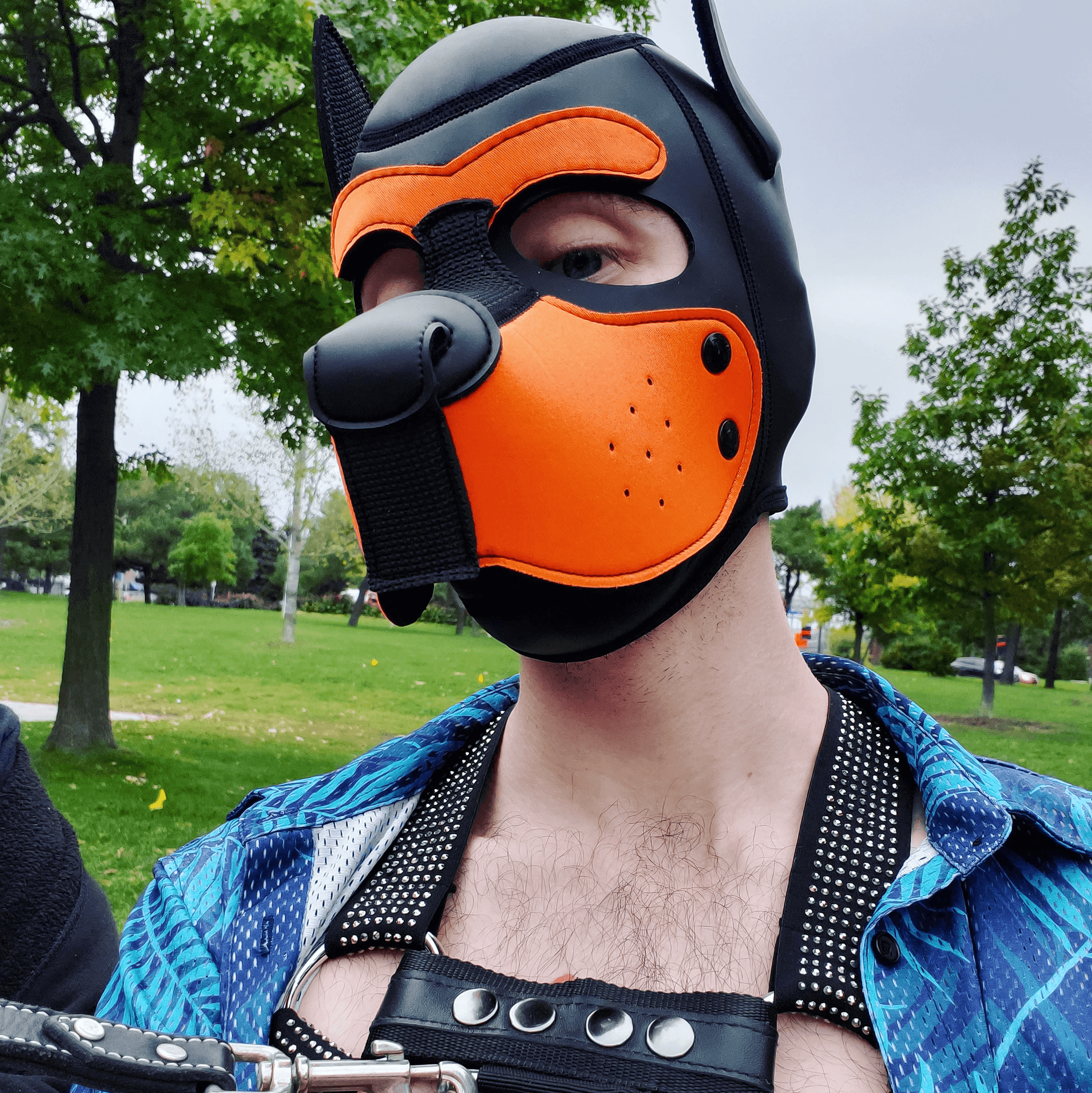 Puppy Czar