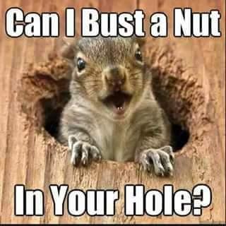 HornyToad