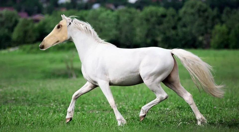 lottielotl